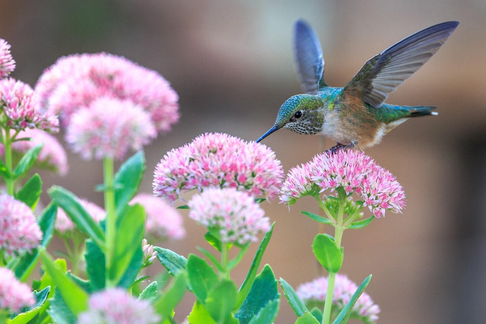 Hummingbird in garden