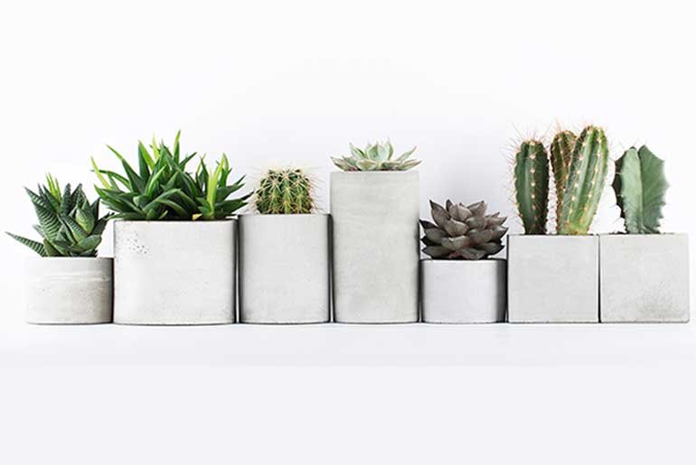 Everything You Need To Know About Succulent Plants