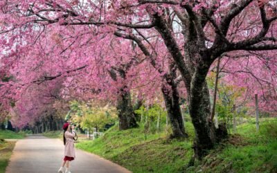 A person taking a photo under a cherry tree filled with pink blossom